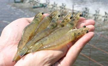 Harga Udang Turun, Ikan Mengalami Kenaikan