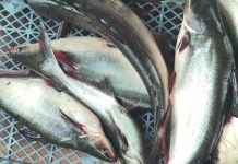 Trik Hilangkan Bau Tanah Ikan Patin