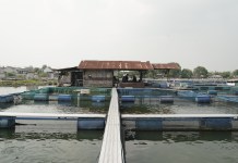 Trik Hilangkan Bau Tanah Ikan Patin