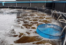 Nursery Tepat Udang Lebih Kuat