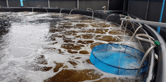 Nursery Tepat Udang Lebih Kuat